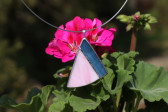 Modro - růžový šperk - Tiffany šperky