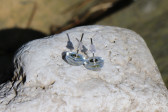 Náušnice z pomněnek - Tiffany šperky