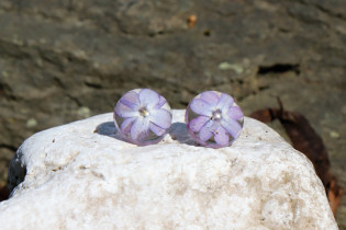 Náušnice fialové - Tiffany šperky