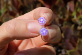 Náušnice - fialová kytička - Tiffany šperky